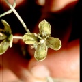 Frasera utahensis M.E.Jones