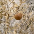 solanum-incanum-saudi-arabia.jpg