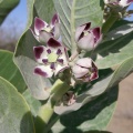 calotropis-procera-saudi-arabia.jpg