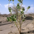 calotropis-procera-saudi-arabia-2.jpg