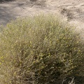 pulicaria-crispa-saudi-arabia.jpg