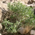 capparis-spinosa-saudi-arabia.jpg