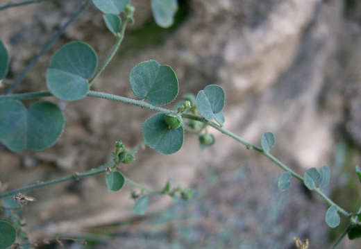 Phyllanthaceae