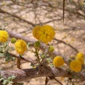acacia-ehrenbergiana-saudi-arabia.jpg