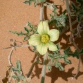citrullus-colocynthis-saudi-arabia.jpg