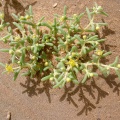 zygophyllum-simplex-saudi-arabia.jpg