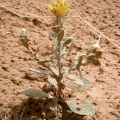 centaurea-pseudosinaica-saudi-arabia.jpg