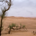 calligonum-crinitum-saudi-arabia.jpg