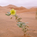 tribulus-arabicus-saudi-arabia.jpg