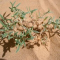 gisekia-pharnaceoides-saudi-arabia.jpg