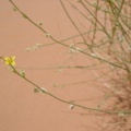 dipterygium-glaucum-saudi-arabia.jpg
