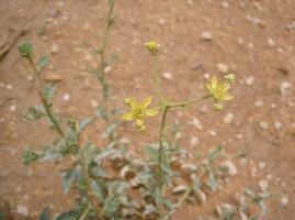 Haplophyllum tuberculatum (Forssk.) Juss.