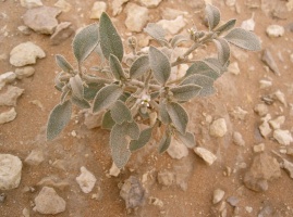 Morettia parviflora Boiss.