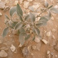 morettia-parviflora-saudi-arabia.jpg