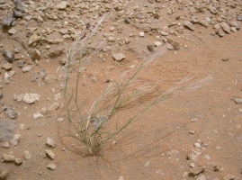 Stipagrostis ciliata (Desf.) de Winter (04-20)