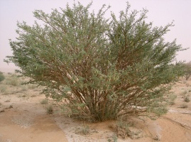 Acacia ehrenbergiana Hayne