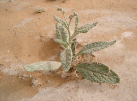 Heliotropium ramosissimum (Lehm.) Sieb. ex A. DC.