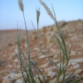 enneapogon-devauxii-saudi-arabia.jpg