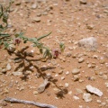 polygala-irregularis-saudi-arabia.jpg