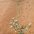 eremobium-aegyptiacum-saudi-arabia.jpg
