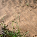 eragrostis-barrelieri-saudi-arabia.jpg