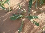 Launea capitata (Spreng.) Dandy