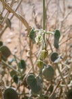Pergularia tomentosa L.