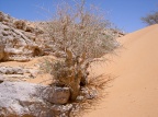 Commyphora myrrha (Nees) Engl. (Myrrhe)