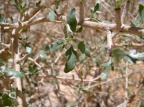 Commyphora myrrha (Nees) Engl. (Myrrhe)