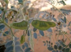 Senna holoserica (Fresen) Greuter