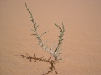 Cornulaca monacantha Delile