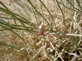 Chenille sur Crotalaria aegyptiaca Benth.