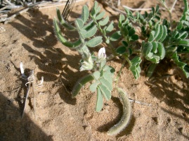 Astragalus eremophilus Boiss.