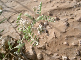 Astragalus fatmensis Hochst. ex Chiov.