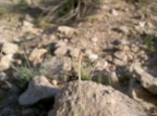 Kohautia caespitosa Schnitzl.