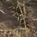 eragrostis-barrelieri-saudi-arabia-2.jpg