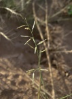 Eragrostis barrelieri Daveau