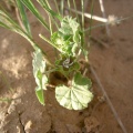 malva-parviflora-saudi-arabia.jpg