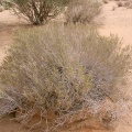 pulicaria-glutinosa-saudi-arabia.jpg