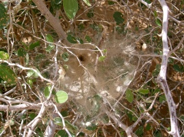 Piège d'araignée