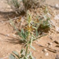 Cleome rupicola Vicary