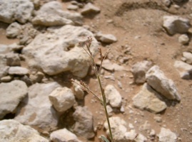 Boerhavia elegans ssp. stenophylla (Boiss.) A.G. Mill.