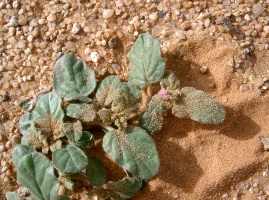 Boerhavia diffusa L.