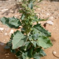 Chenopodium murale L.