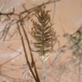Pennisetum divisum (J.F. Gmel) Henrard