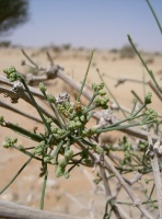 Ephedra foliata Boiss. ex. C.A. Mey.