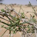 Ephedra foliata Boiss. ex. C.A. Mey.
