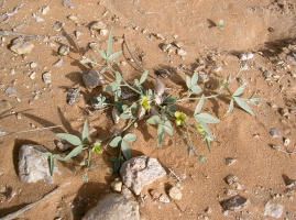 Crotalaria leptocarpa Balf. f.