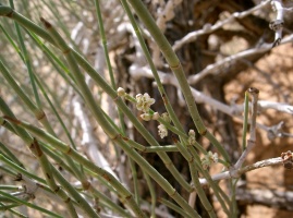 Calligonum crinitum Boiss.