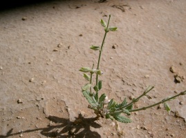 Salvia aegyptiaca L.